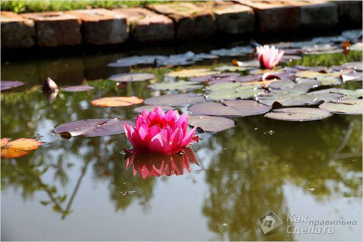 Как самостоятельно сделать пруд на даче