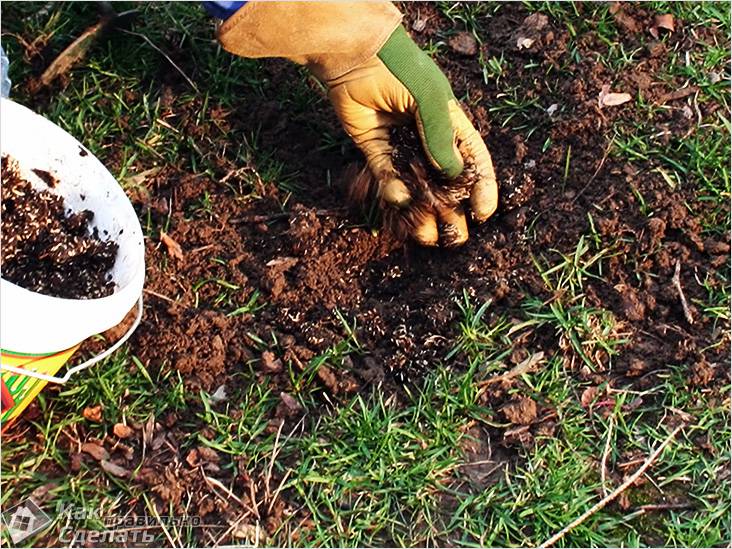 Как ухаживать за газоном