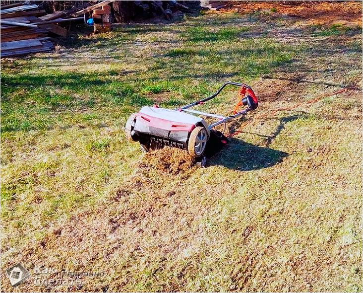 Как ухаживать за газоном