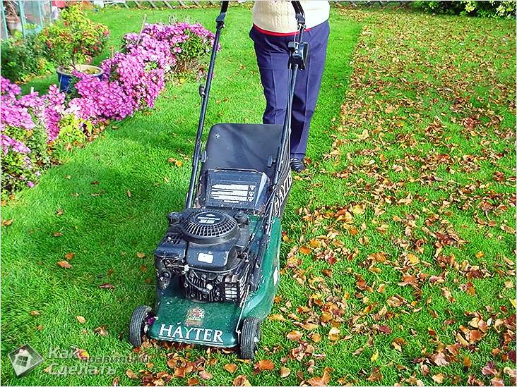 Как ухаживать за газоном