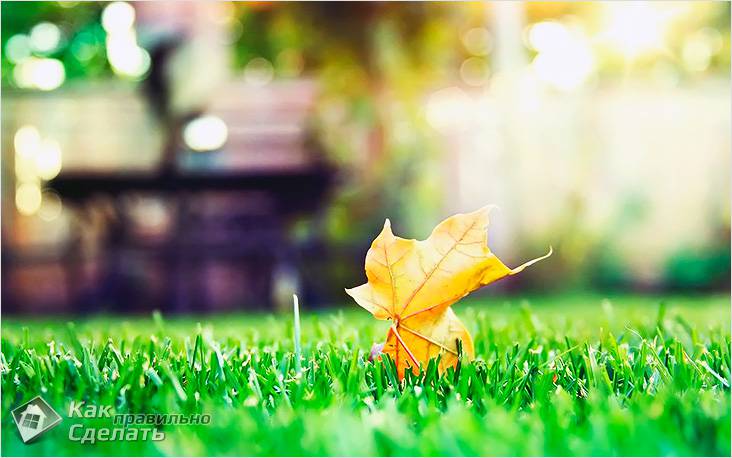 Как ухаживать за газоном