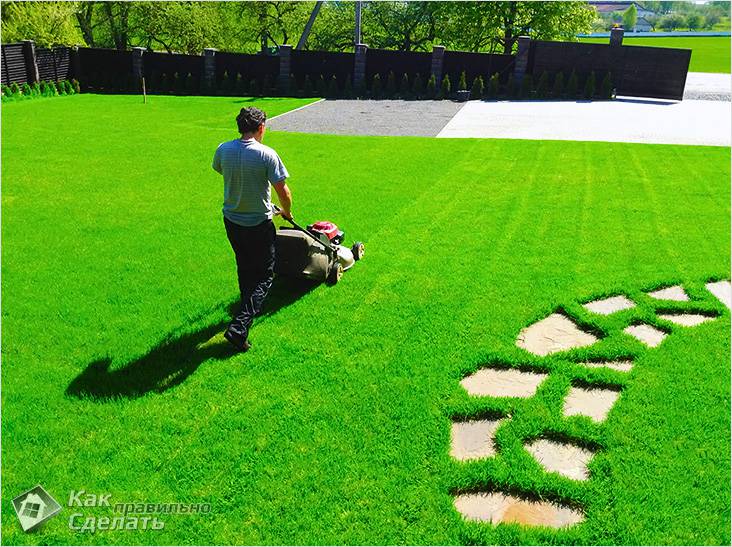Как ухаживать за газоном
