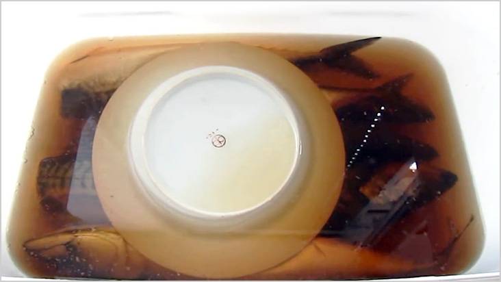 Коптильня холодного копчения своими руками