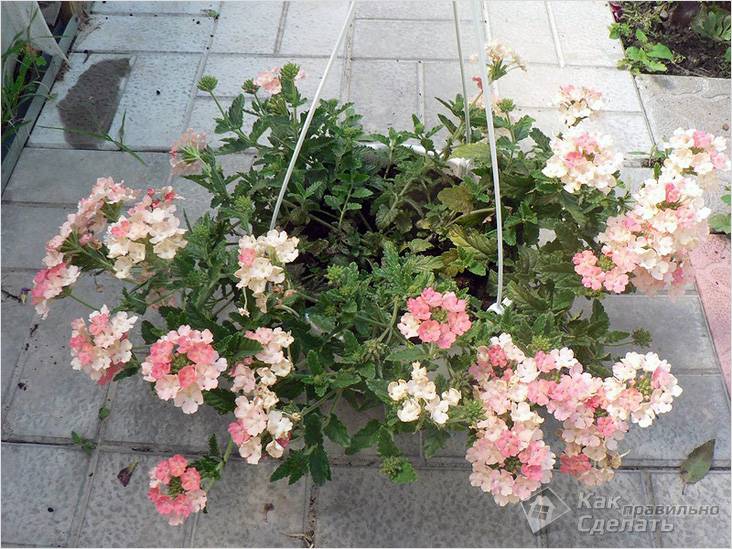 Ландшафтный дизайн: планирование и воплощение проекта