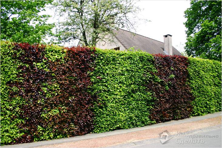 Приусадебный участок своими руками