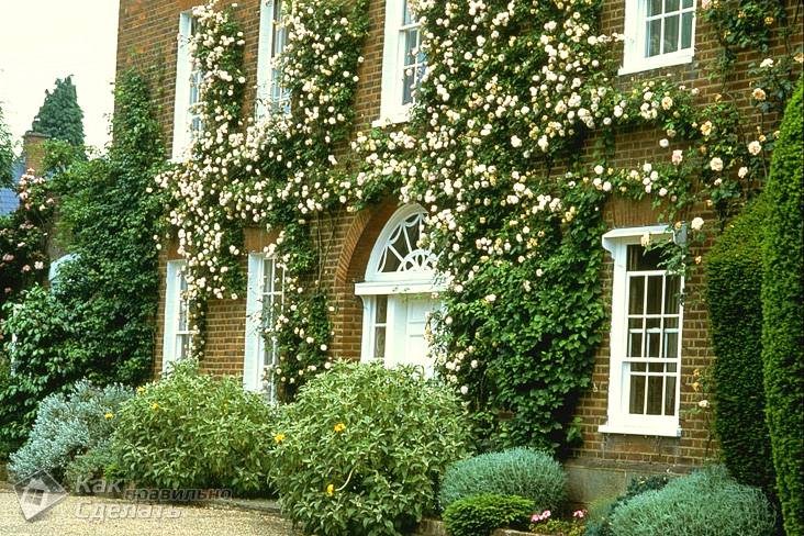 Приусадебный участок своими руками