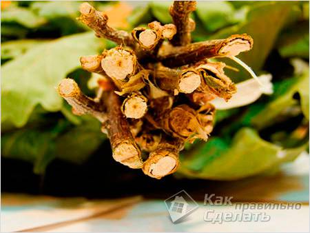 Заготовка веников для бани