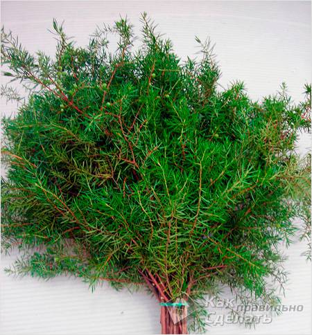 Заготовка веников для бани