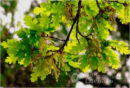 Заготовка веников для бани