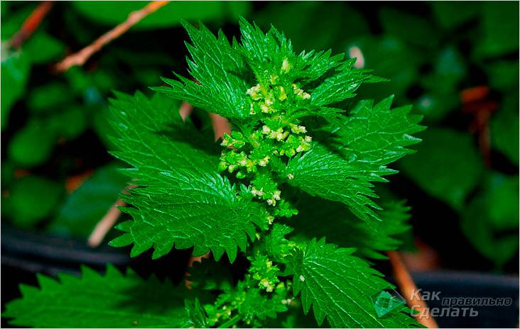 Заготовка веников для бани