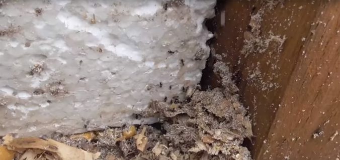 Каркасні будинки: плюси і мінуси каркасного будівництва