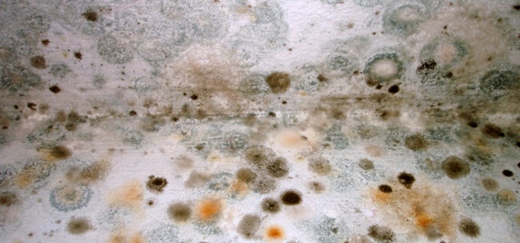 Как избавится от грибка в подвальном помещении Как избавится от грибка в подвальном помещении