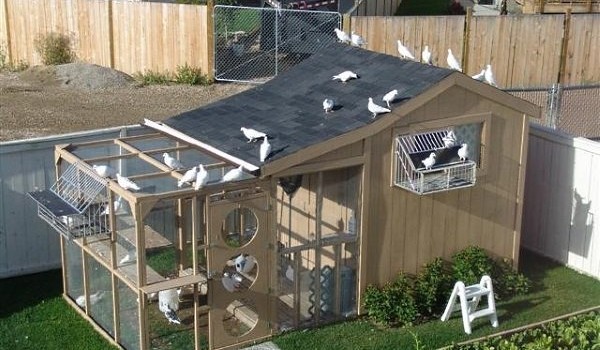 Как построить голубятню: виды, материалы
