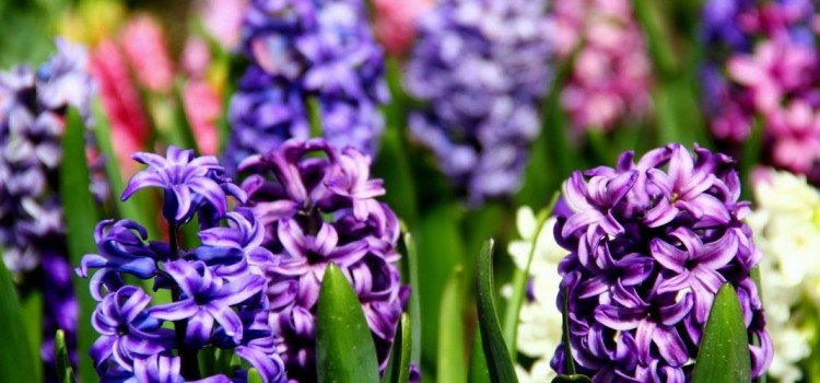 Луковицы Гиацинтов: выбор любителей и профессионалов