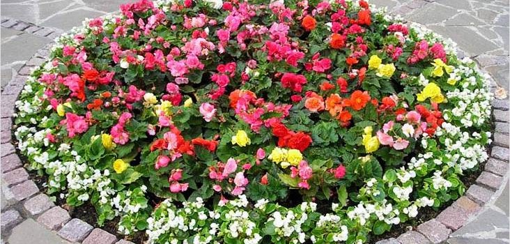 Квітники і клумби своїми руками Квітники і клумби своїми руками