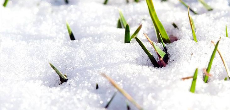 Як доглядати за газоном