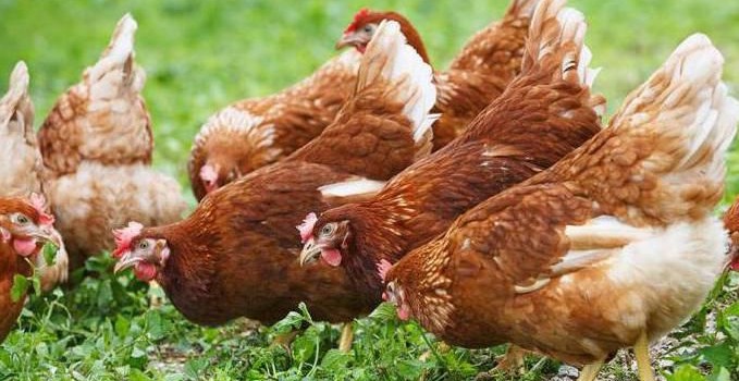 Преимущества покупки комбикорма для птиц