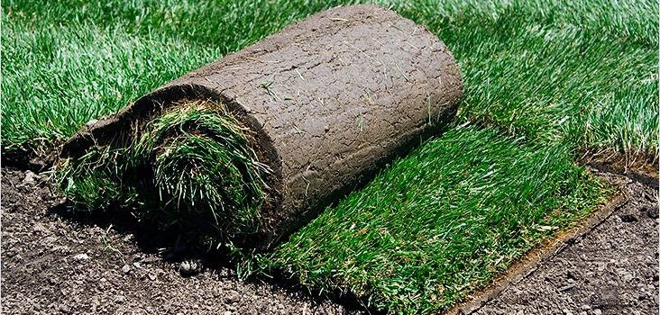 Укладання рулонного газону своїми руками