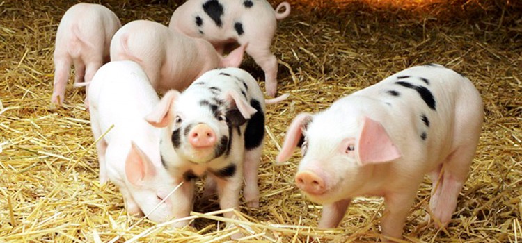 Види преміксів та кормових добавок для тваринництва