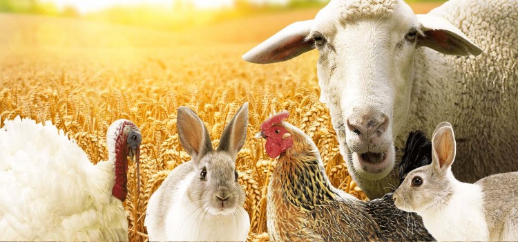 Комбикорм: виды, состав, особенности продукции Комбикорм: виды, состав, особенности продукции