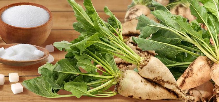 Сахарная свекла: сорта продукции, свойства и значение Сахарная свекла: сорта продукции, свойства и значение