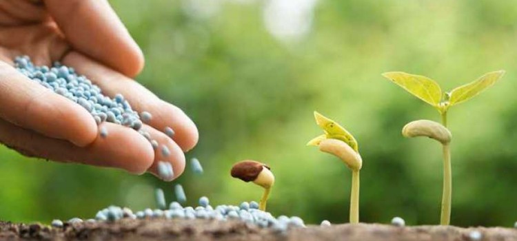 Польза использования комплексных минеральных удобрений Польза использования комплексных минеральных удобрений