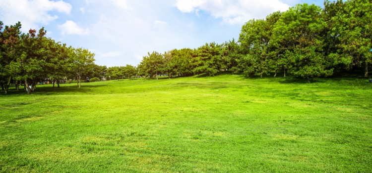 Найкращі гербіциди для газону